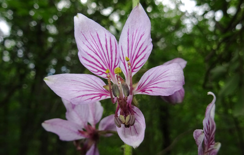 Dictamnus albus (Rutaceae)